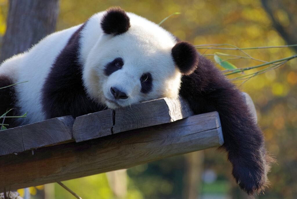 The cute panda resting on a tree trunk