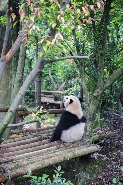 The lovely panda sat on the wooden frame and looked at the sky