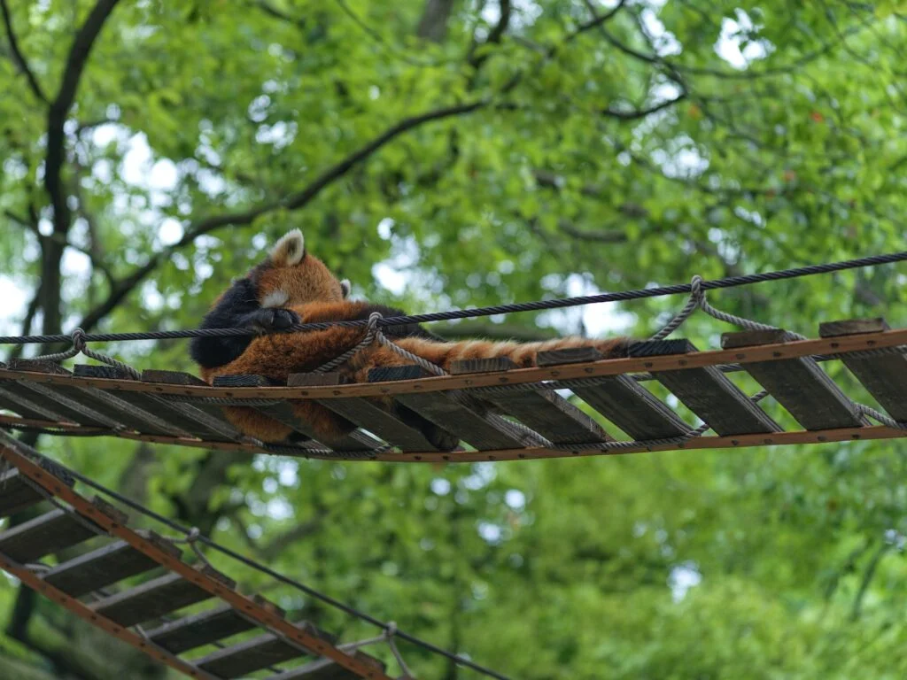 Shanghai Wild Animal Park is a theme park that combines wildlife conservation, breeding, and leisure activities