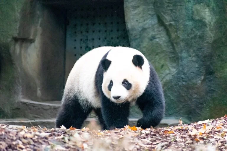 The lovely panda is walking on the fallen leaves
