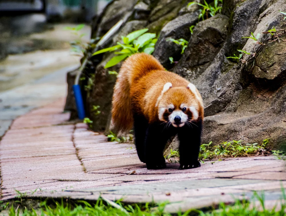 A red panda looking for food on the ground