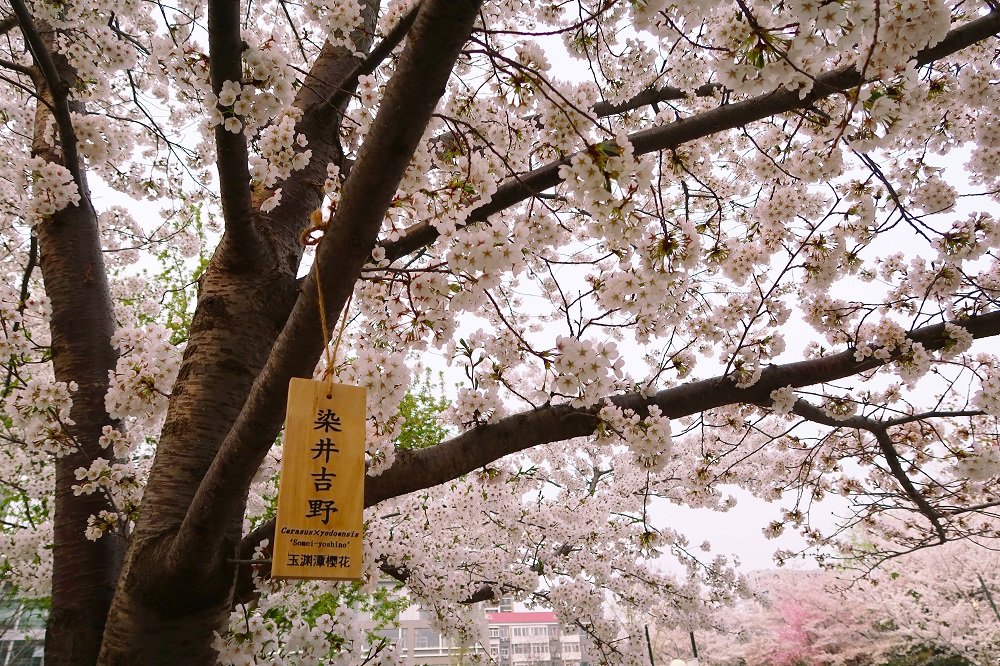 A wooden sign is hung on the cherry blossom tree in Yuyuantan Park