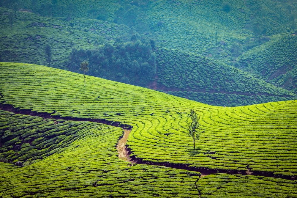 Green tea grows all over the mountains