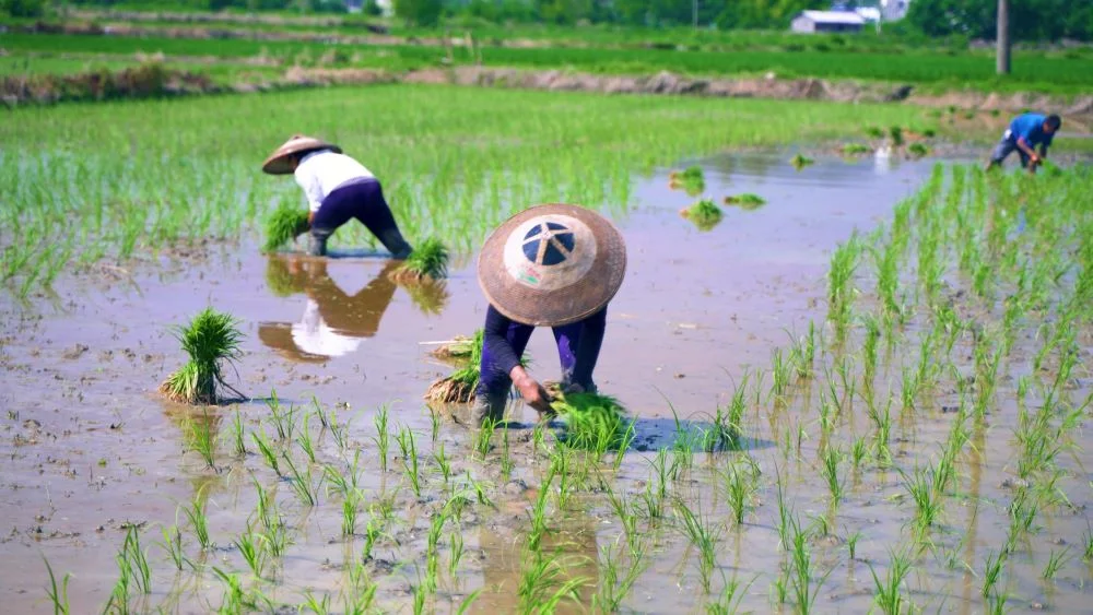 Farmers planting rice seedlings in the fields – Depicts hardworking farmers engaged in traditional rice planting in the terraced fields