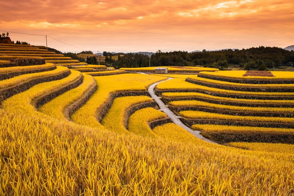 Beautiful terraced fields in autumn