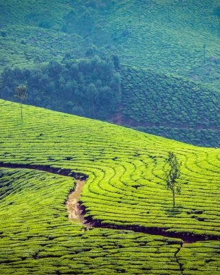 Green tea grows all over the mountains